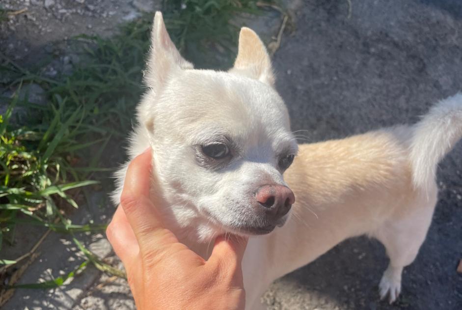 Fundmeldung Hund Männliche , 2 Jahre Charleroi Belgien Fundmeldung Hund Männliche , 2 Jahre Charleroi Belgien