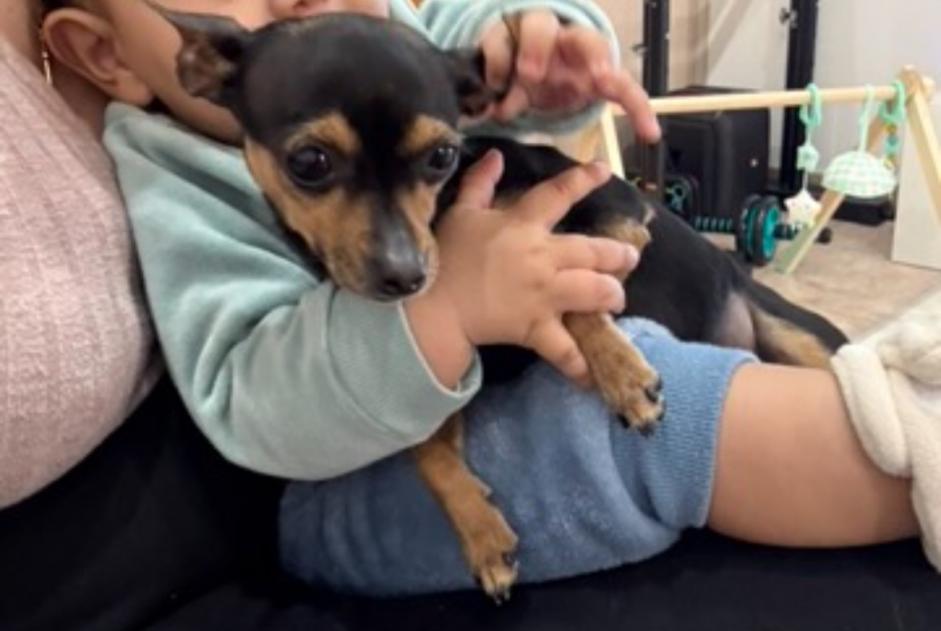 Vermisstmeldung Hund  Weiblich , 3 jahre La Louvière Belgien