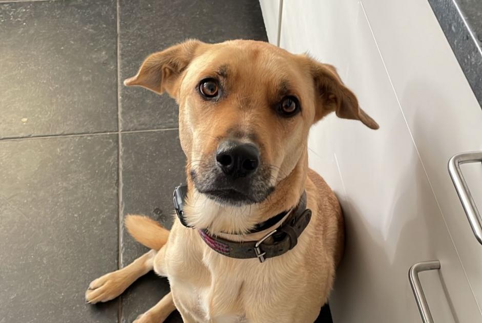 Vermisstmeldung Hund rassenmischung Männliche , 3 jahre Bocholt Belgien