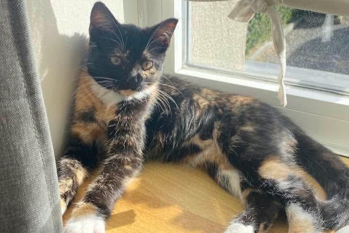 Vermisstmeldung Katze Weiblich , 2 jahre Orp-Jauche Belgien