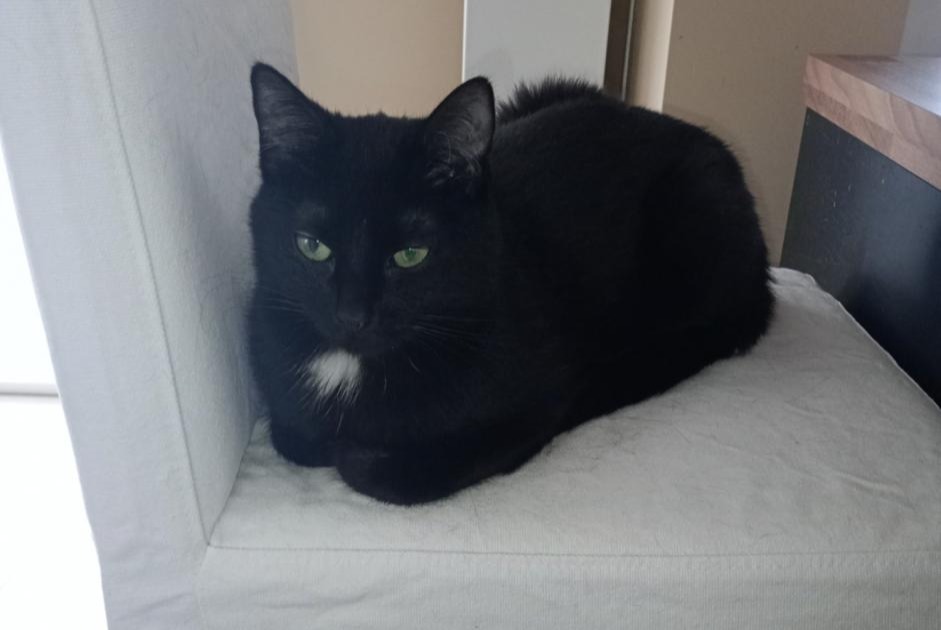 Vermisstmeldung Katze Weiblich , 2 jahre Oupeye Belgien Vermisstmeldung Katze Weiblich , 2 jahre Oupeye Belgien