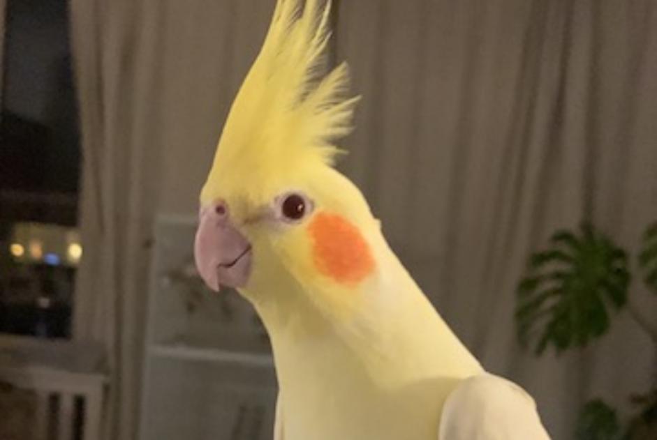 Vermisstmeldung Vogel Weiblich , 2026 jahre Ixelles Belgien