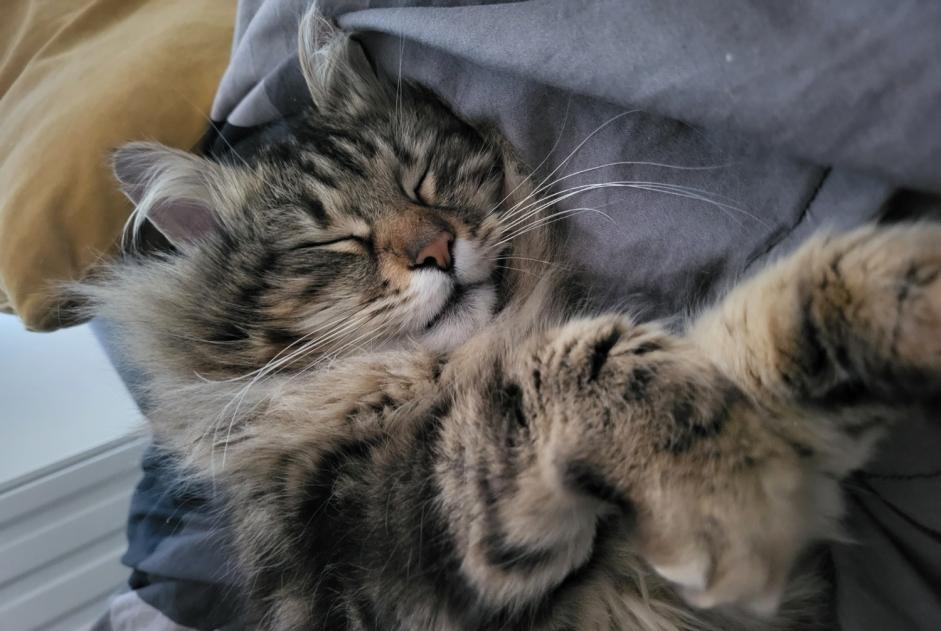Discovery alert Cat Female , 5 years Auderghem Belgium Discovery alert Cat Female , 5 years Auderghem Belgium