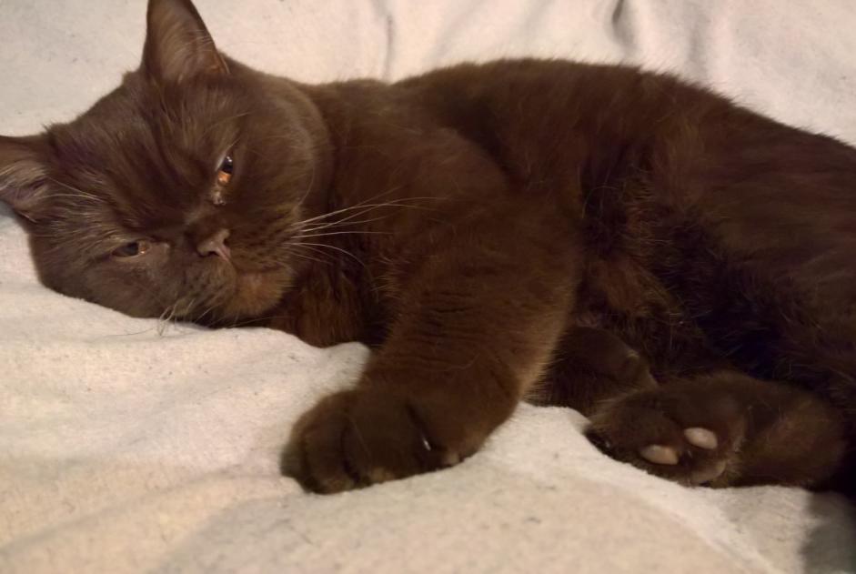 Disappearance alert Cat Male , 3 years Saint-Gilles Belgium Disappearance alert Cat Male , 3 years Saint-Gilles Belgium
