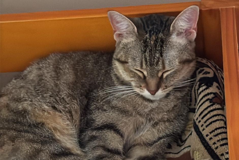 Disappearance alert Cat Female , 1 years Forest Belgium Disappearance alert Cat Female , 1 years Forest Belgium