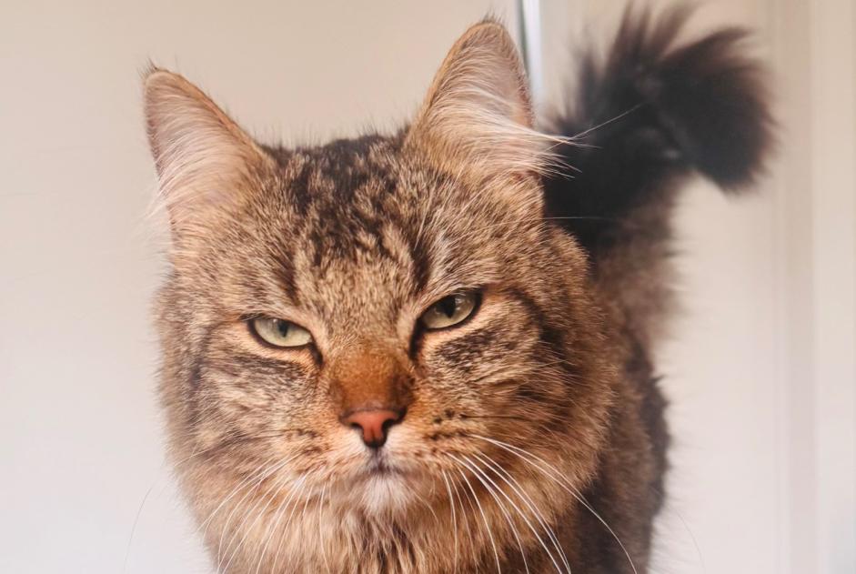 Disappearance alert Cat Male , 1 years Blegny Belgium