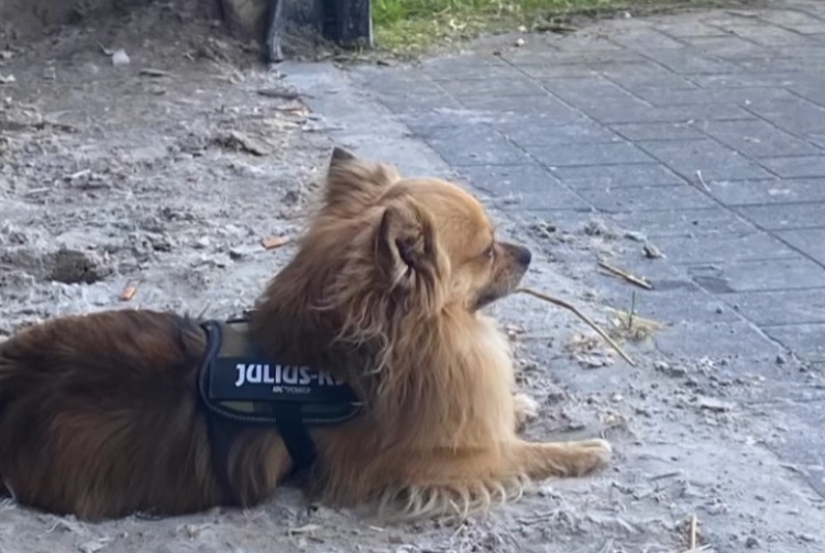 Disappearance alert Dog  Male , 4 years Oudsbergen Belgium