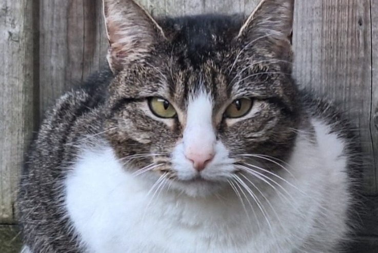 Alerta de Desaparición Gato cruce Macho , 5 años Tienen Bélgica Alerta de Desaparición Gato cruce Macho , 5 años Tienen Bélgica