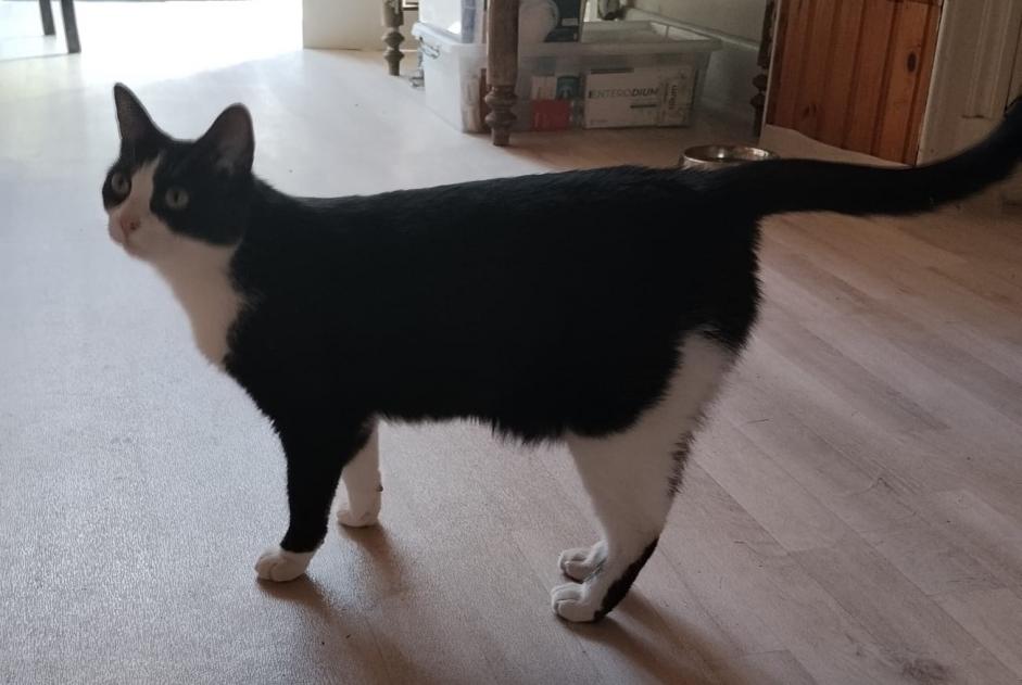 Alerte Disparition Chat Femelle , 2 ans Schaerbeek Belgique Alerte Disparition Chat Femelle , 2 ans Schaerbeek Belgique