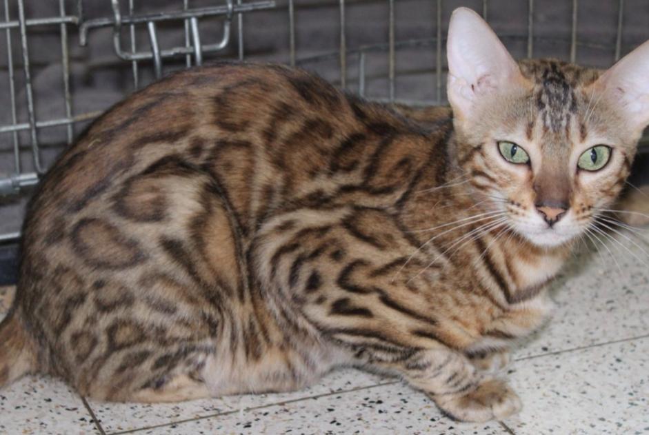 Alerte Disparition Chat Femelle , 1 ans Walcourt Belgique Alerte Disparition Chat Femelle , 1 ans Walcourt Belgique