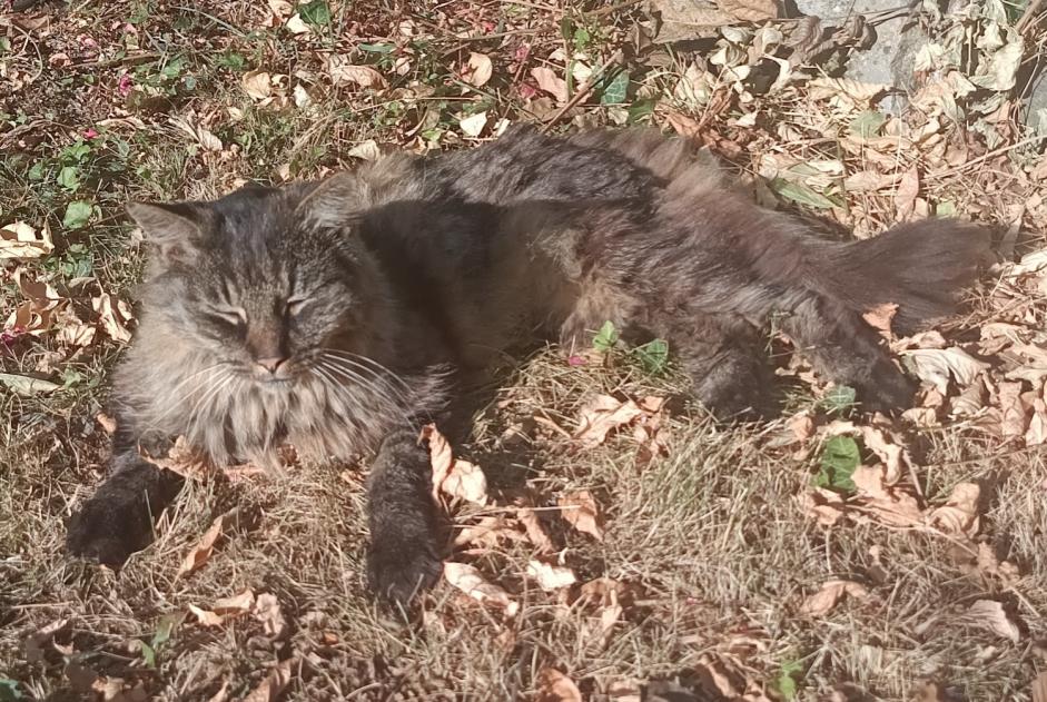 Alerte Disparition Chat Mâle , 10 ans Namur Belgique Alerte Disparition Chat Mâle , 10 ans Namur Belgique