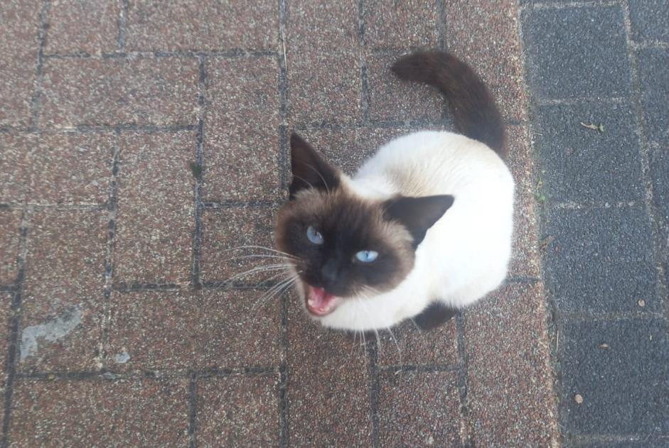 Alerte Découverte Chat Inconnu La Louvière Belgique