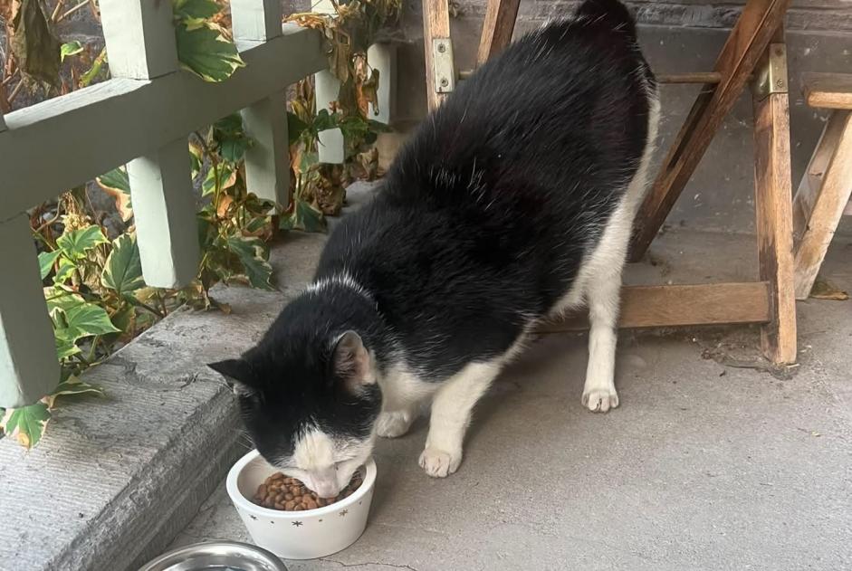 Alerte Découverte Chat Inconnu Verviers Belgique Alerte Découverte Chat Inconnu Verviers Belgique