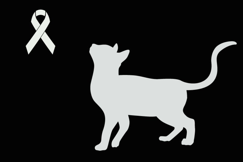 Alerte Découverte Chat Inconnu Soumagne Belgique