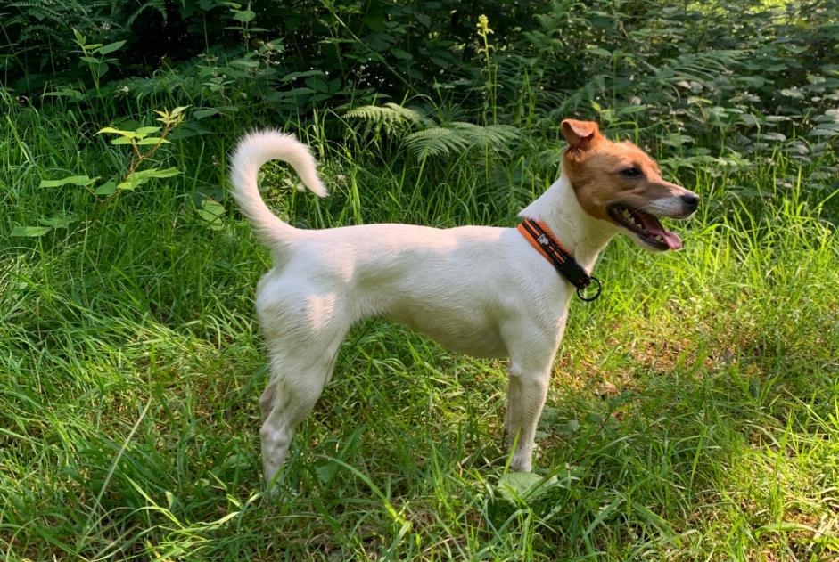 Avviso scomparsa Cane  Femmina , 4 anni Aywaille Belgio