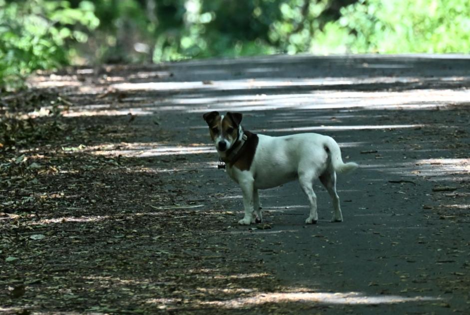 Avviso Ritrovamento Cane Non conosciuta Auderghem Belgio Avviso Ritrovamento Cane Non conosciuta Auderghem Belgio