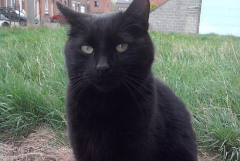 Avviso scomparsa Gatto Type européen Maschio , 14 anni Herstal Belgio