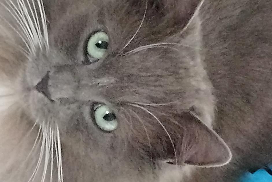 Avviso scomparsa Gatto Maschio , 6 anni Soumagne Belgio Avviso scomparsa Gatto Maschio , 6 anni Soumagne Belgio