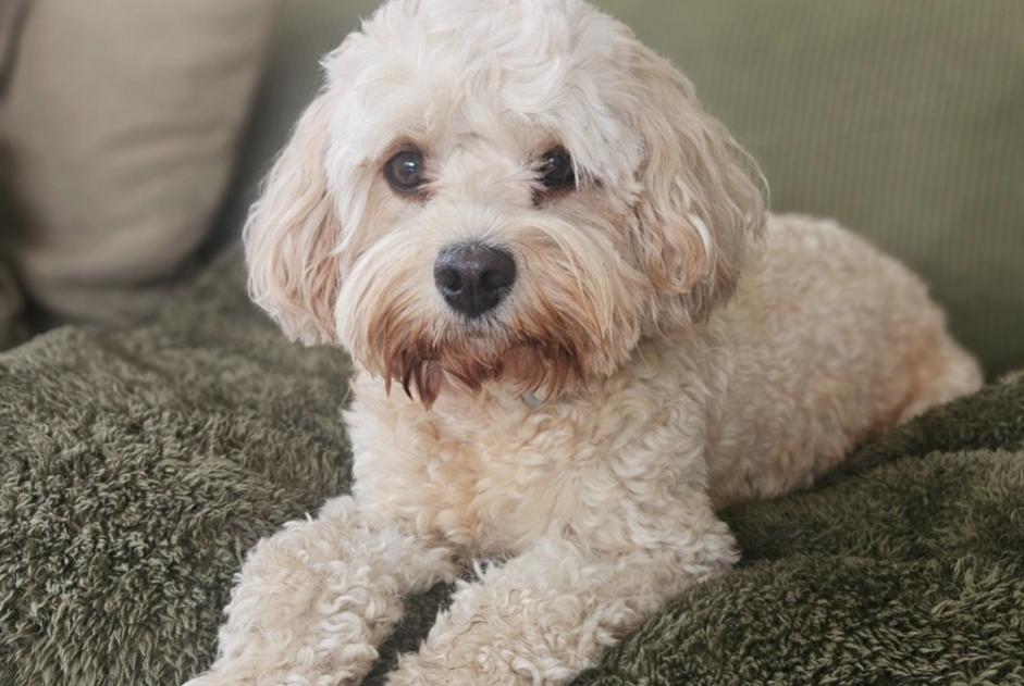 Ontdekkingsalarm Hond Vrouwtje Fléron België Ontdekkingsalarm Hond Vrouwtje Fléron België