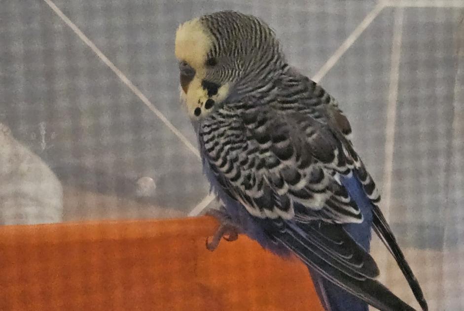 Ontdekkingsalarm Vogel Onbekend Bierbeek België Ontdekkingsalarm Vogel Onbekend Bierbeek België