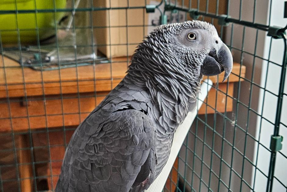Ontdekkingsalarm Vogel Onbekend Rixensart België Ontdekkingsalarm Vogel Onbekend Rixensart België