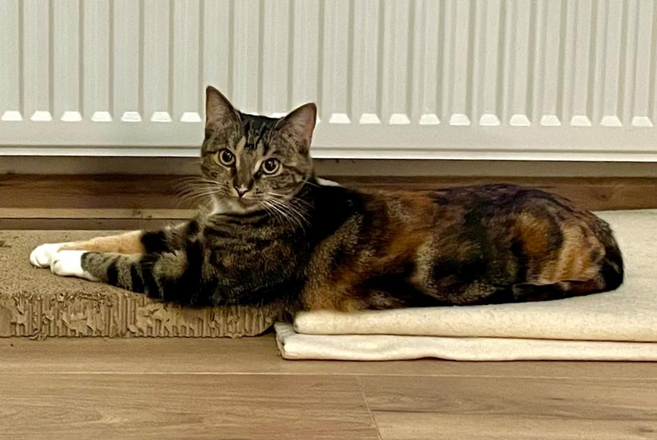 Alerta desaparecimento Gato cruzamento Fêmea , 1 anos La Louvière Belgium