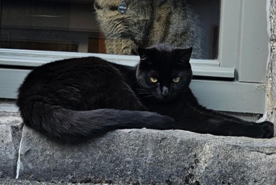 Alerta desaparecimento Gato cruzamento Fêmea , 3 anos Andenne Belgium