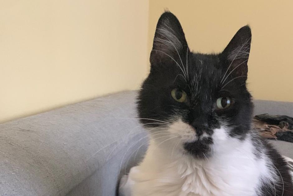 Alerta desaparecimento Gato Macho , 6 anos Namur Belgium
